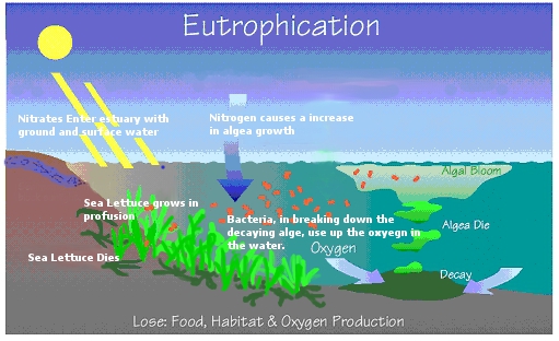 Image depicting the ecological process of Eutrophication